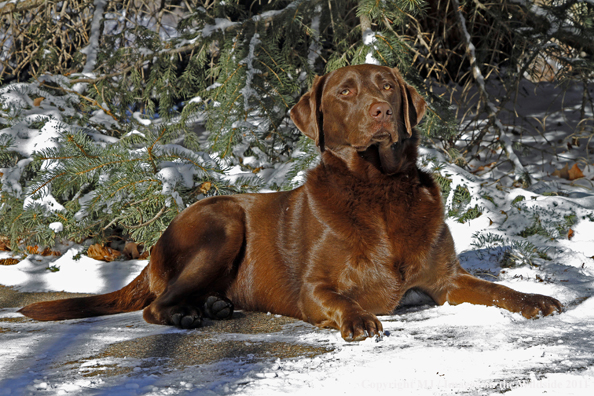 Chocolate Labrador Retriever lying in snow