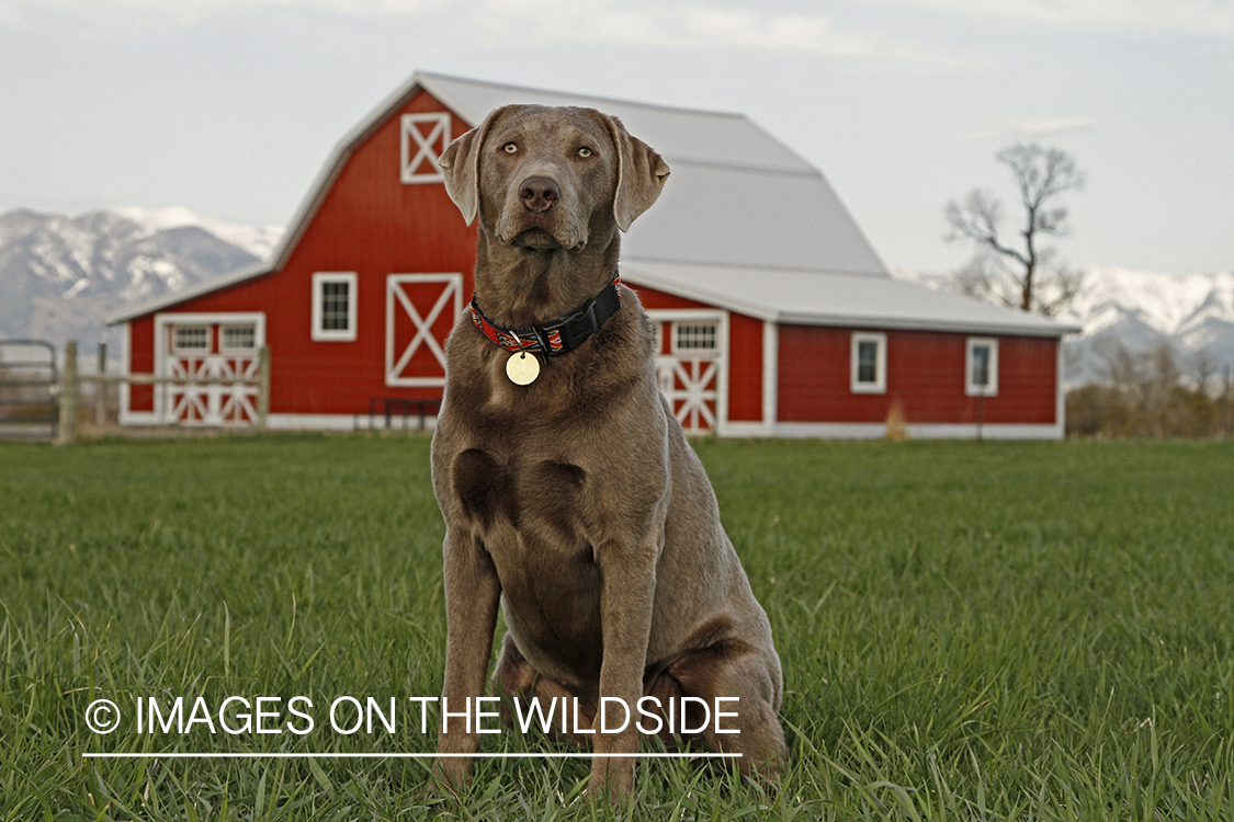 Chocolate (Silver) Labrador Retriever