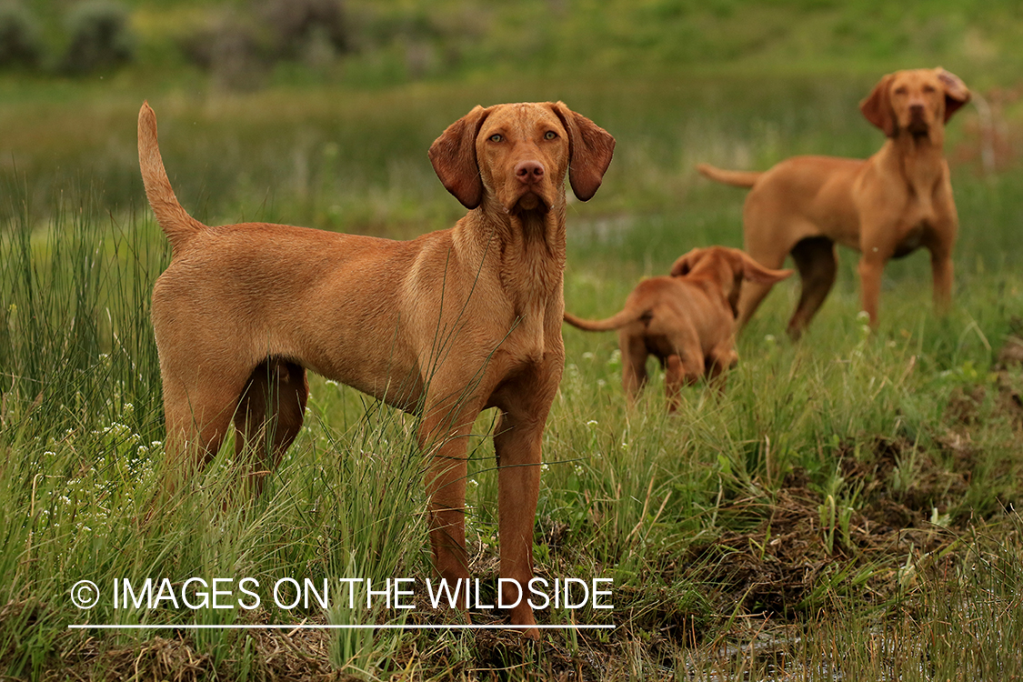 Vizslas in field.