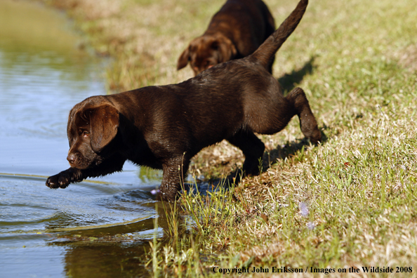 Chocolate Labrador Retriever puppy in field