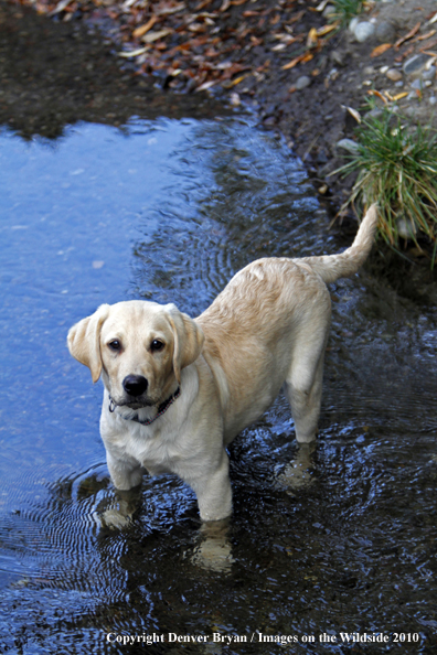 Yellow Labrador Retriever Puppy