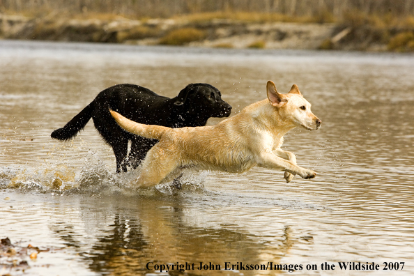 Yellow and Black Labrador Retrievers