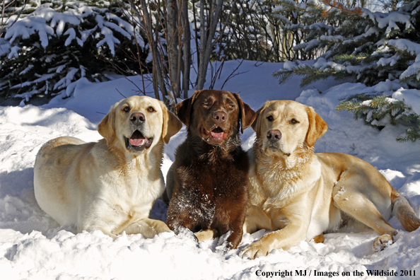 Yellow Labrador Retrievers and Chocolate Labrador Retriever 