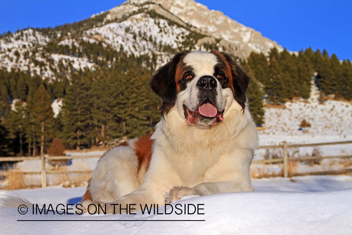 St. Bernard in field.