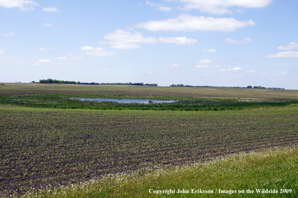 Wetlands near crop fields