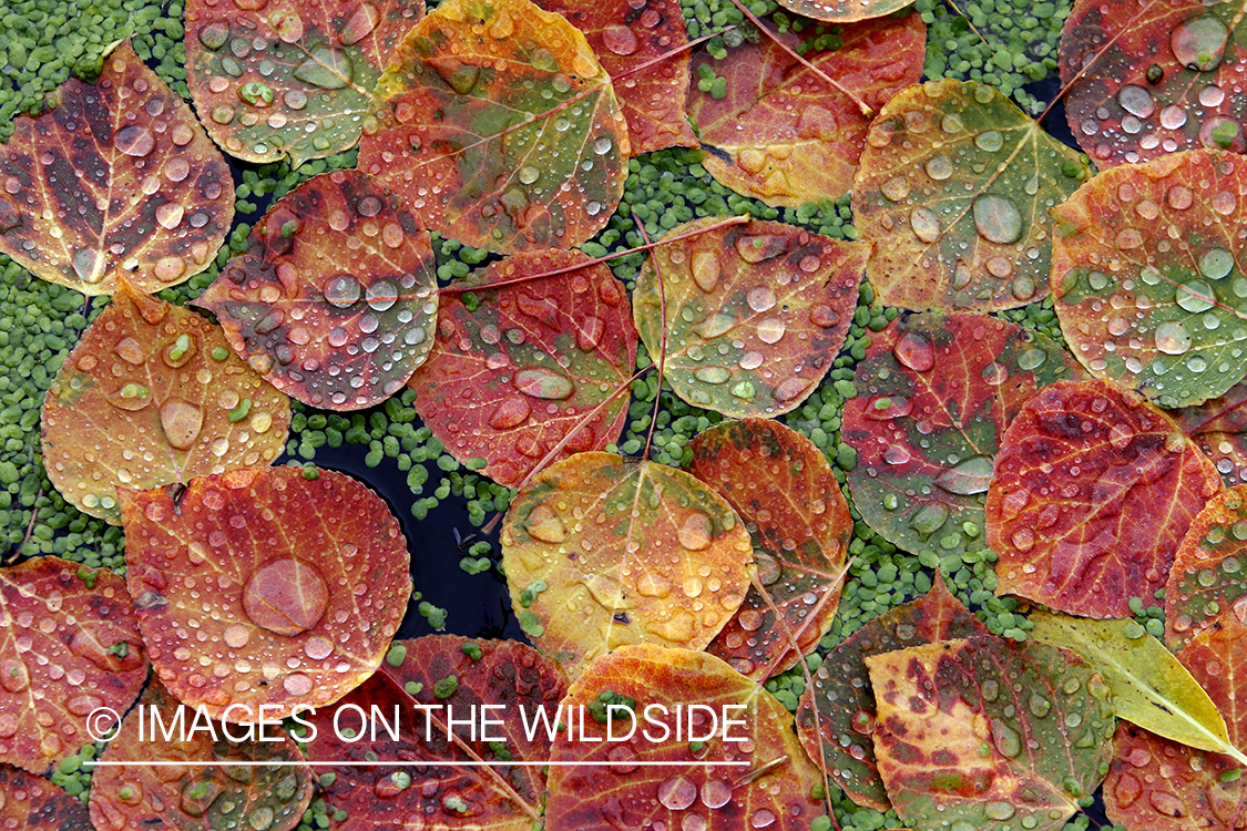 Close-up of aspen leaves and duckweed on pond.