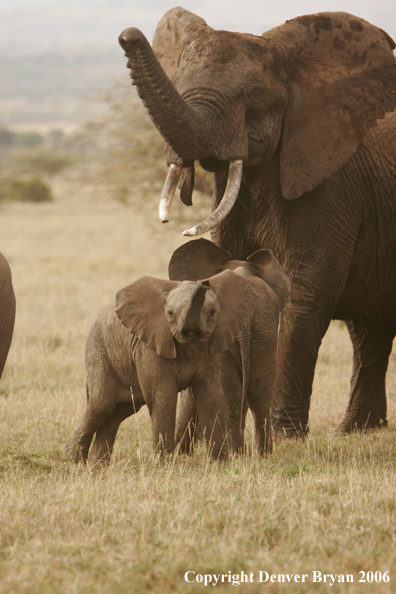 African Elephants