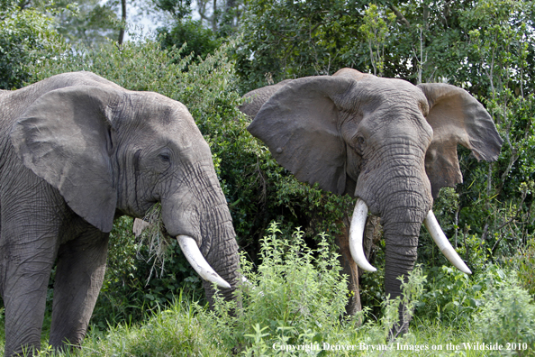 African Bull Elephants 