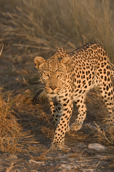 Leopard in habitat. Africa