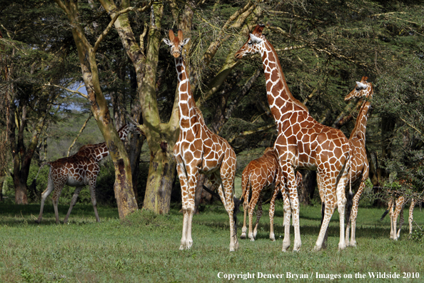 Reticulated Giraffe 