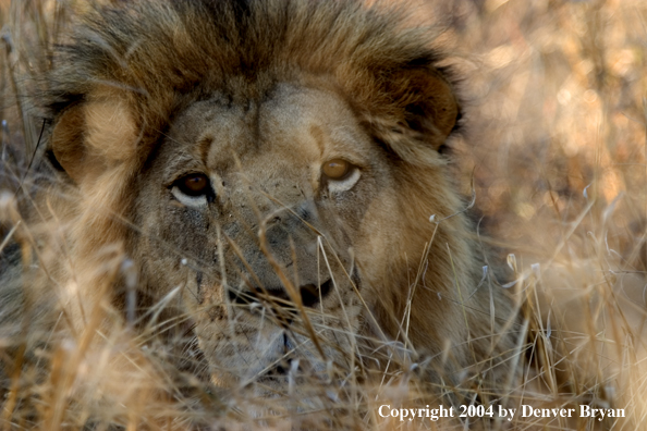 Male African lion in habitat. Africa