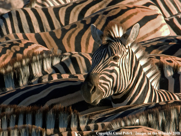 Burchell's Zebra Herd