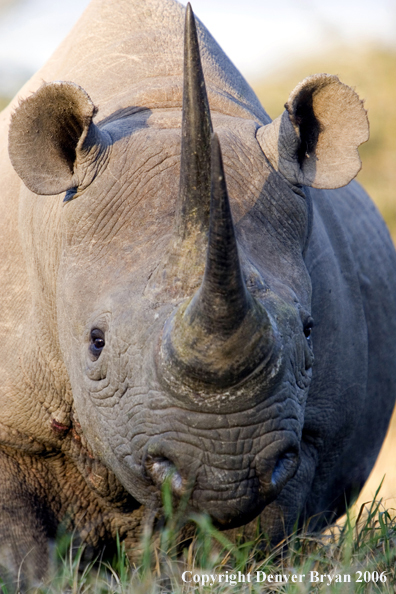 Black rhino in Africa.