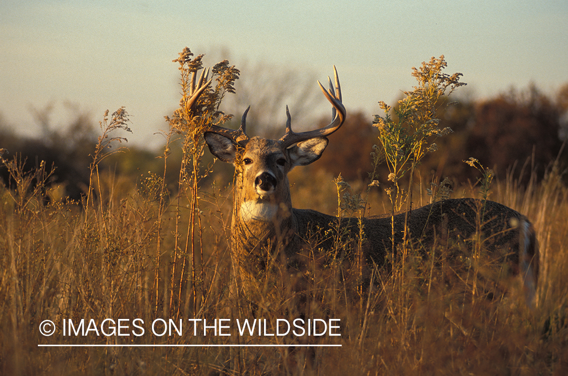 Whitetailed deer in habitat.