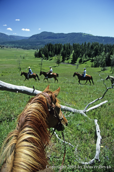 Horsepacking across mountain meadow.