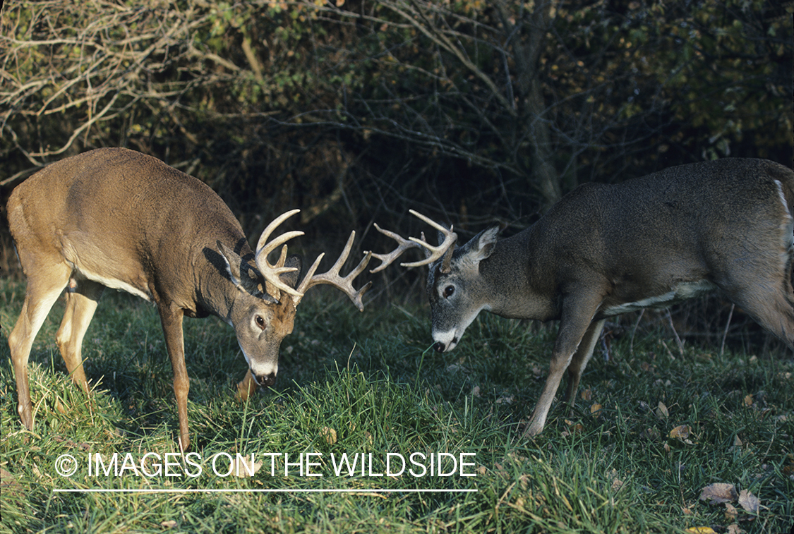 White-tailed deer bucks fighting.