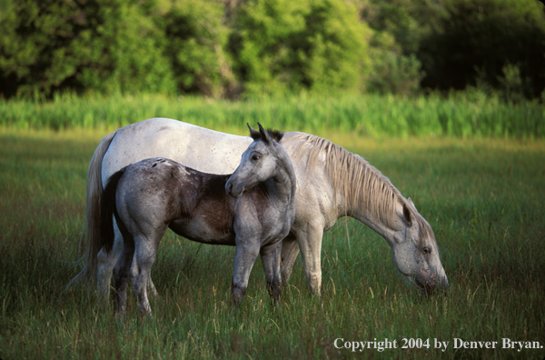 Appaloosa horse and foal in pasture.