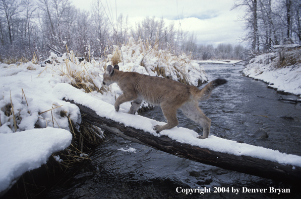 Mountain lion cub in habitat