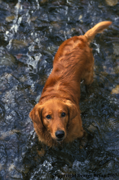 Golden Retriever in river.