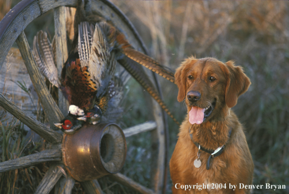 Golden Retriever with bagged pheasants.  