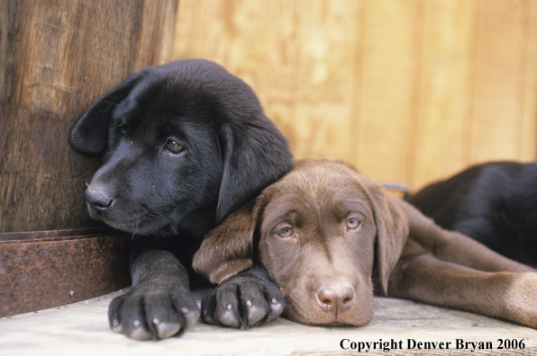 Multi-colored labrador puppies lounging.