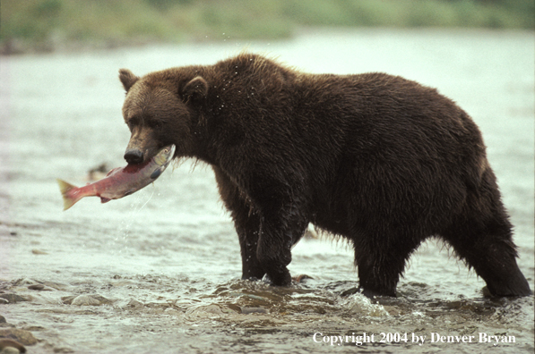 Brown Bear in river with fish