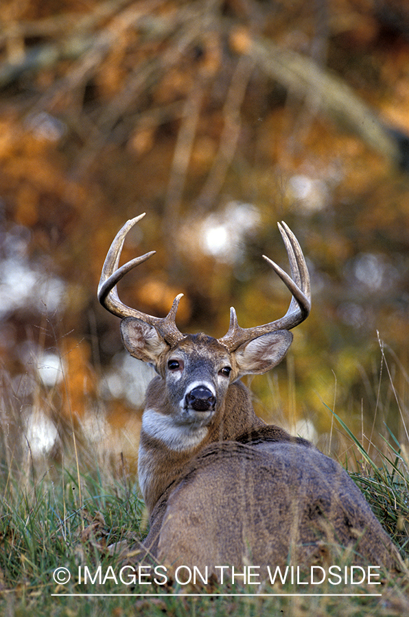 Whitetail deer bedded down.