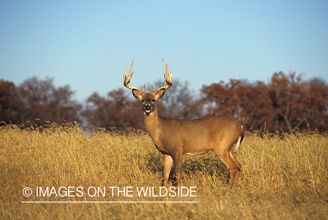 Whitetailed deer in habitat.