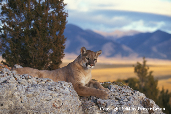 Mountain lion in habitat