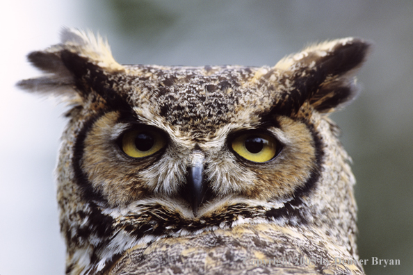 Great horned owl.