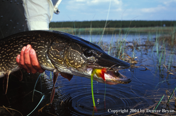 Northern Pike