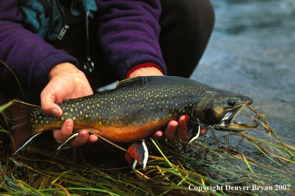 Brook Trout.