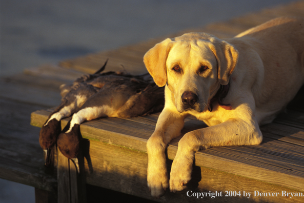 Yellow Labrador Retriever with pintails