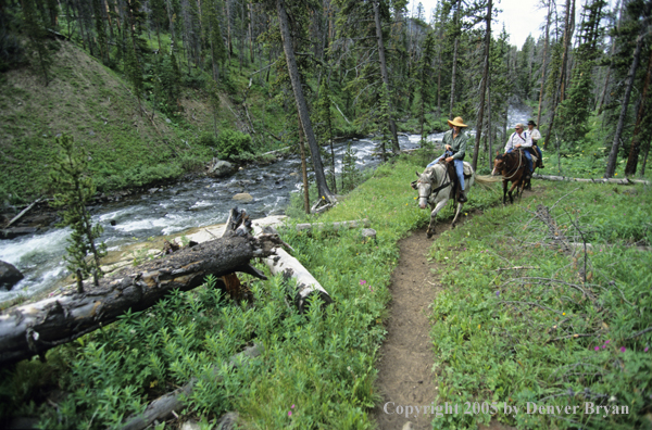 Horseback riders on trail ride.