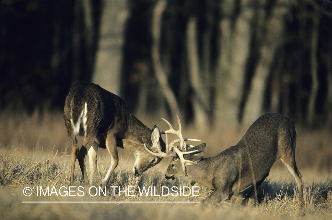 White-tailed deer bucks sparring in meadow.