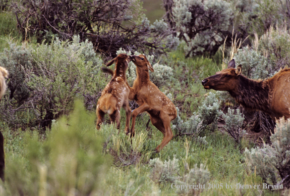 Young calves play fighting.