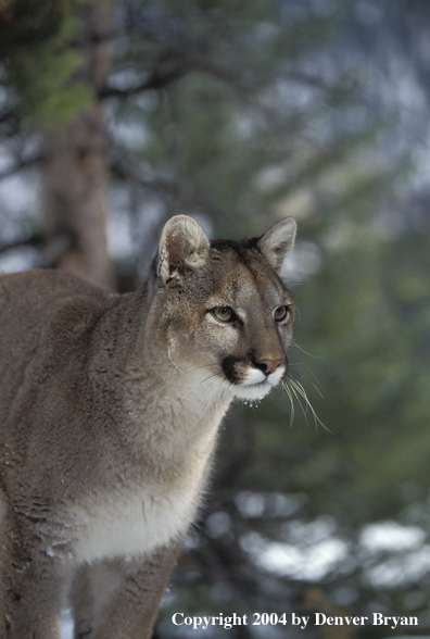 Mountain lion in habitat