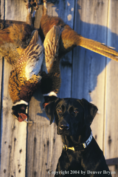 Black Labrador Retriever with pheasants