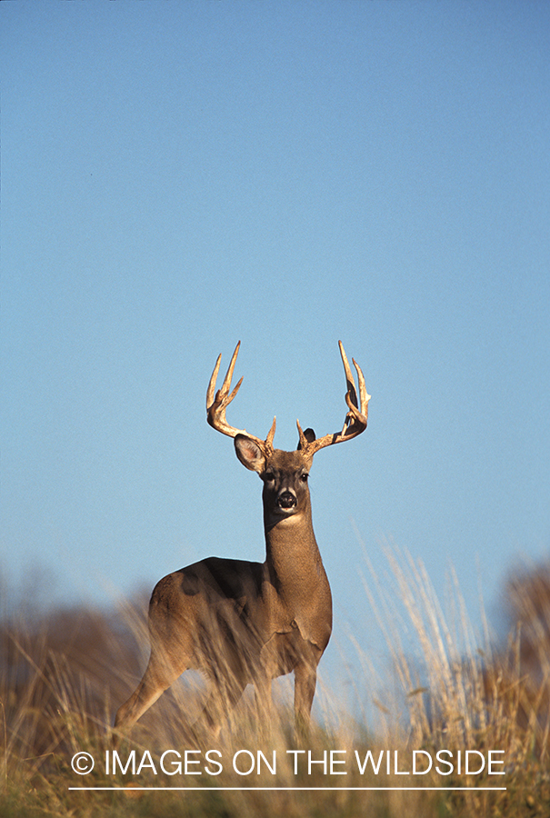 Whitetailed deer in habitat.