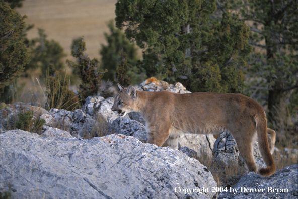 Mountain lion in habitat