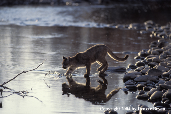 Mountain lion cub in habitat