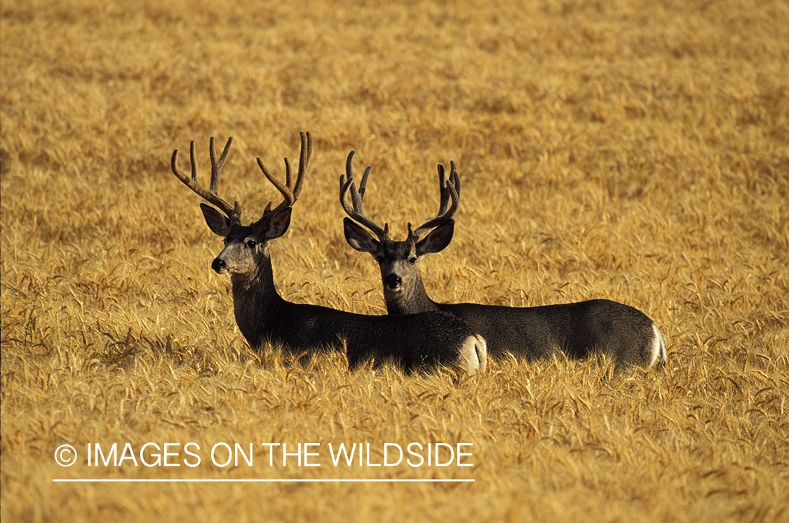 Mule deer bucks in velvet.
