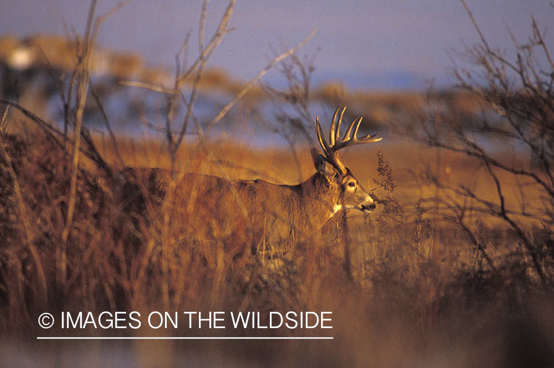 Whitetail deer in habitat.