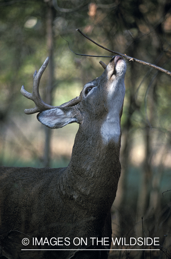 Whitetail deer scent-marking.