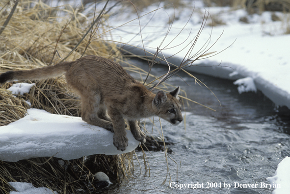 Mountain lion cub in habitat