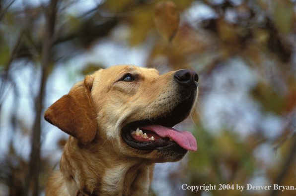 Yellow Labrador Retriever 