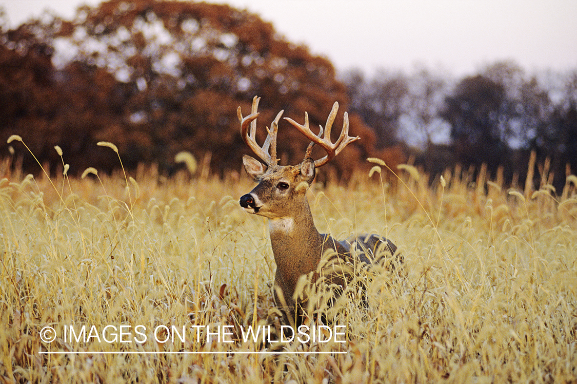 Whitetailed deer in field.