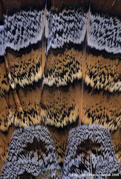 Close-up of ruffed grouse feathers