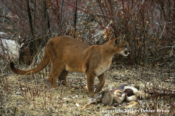 Mountain lion with kill.