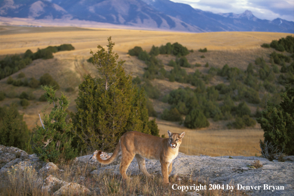 Mountain lion in habitat